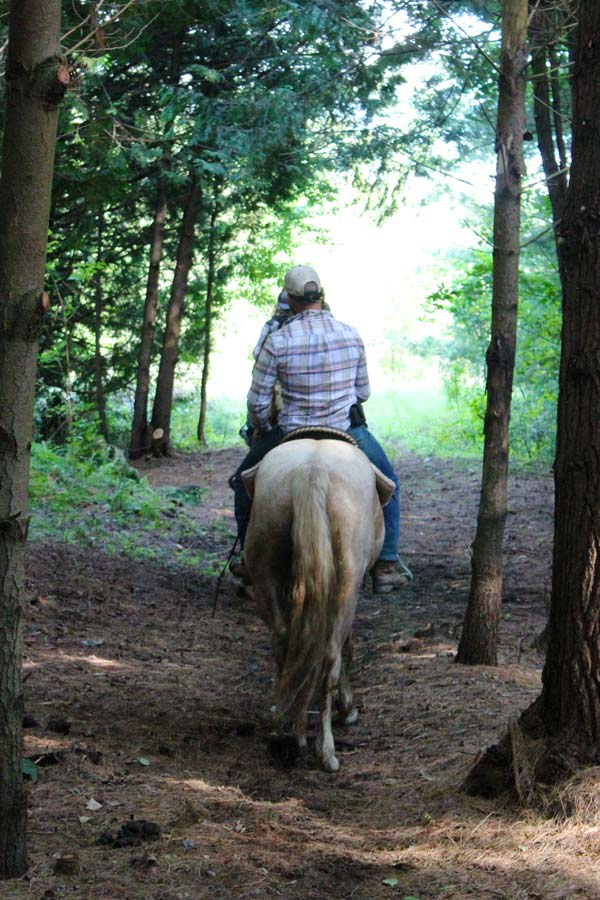 3 riders and horses in line on a forested trail riding towards the viewer