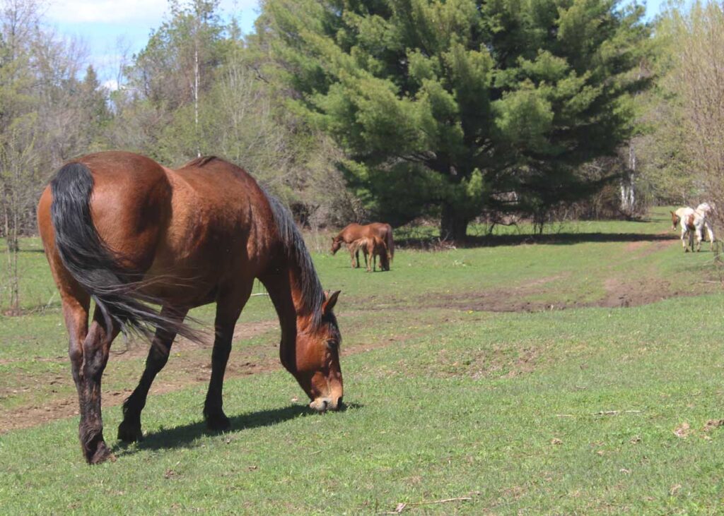 A horse is feeding in a pasture with other horses in the background